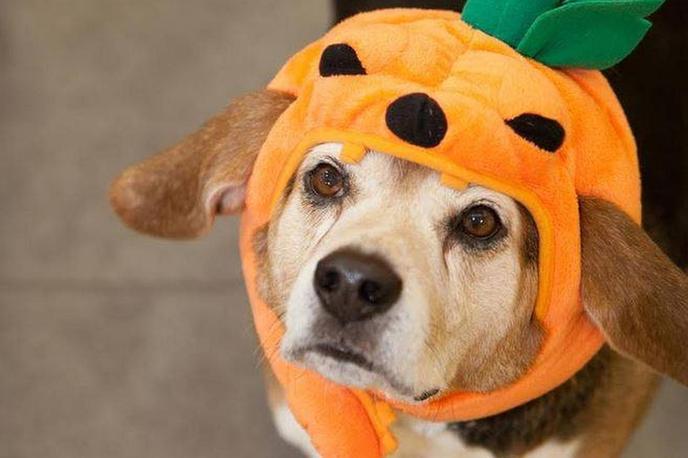 Celebrate fall in New England with your dog at the New Hampshire Pumpkin Festival. New Hampshire Pumpkin Festival welcomes dogs to celebrate fall in Laconia.