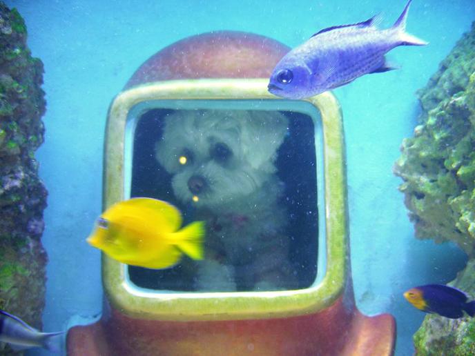 The History of Diving Museum is pet friendly! Explore the ocean depths at this pet-friendly museum in Islamorada