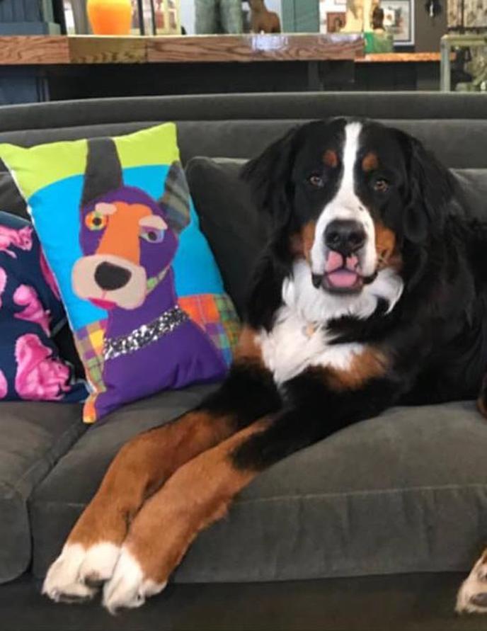 Fido will be loved at the Museum of Dog. The very pet-friendly Museum of Dog is a puppy paradise in North Adams, MA.
