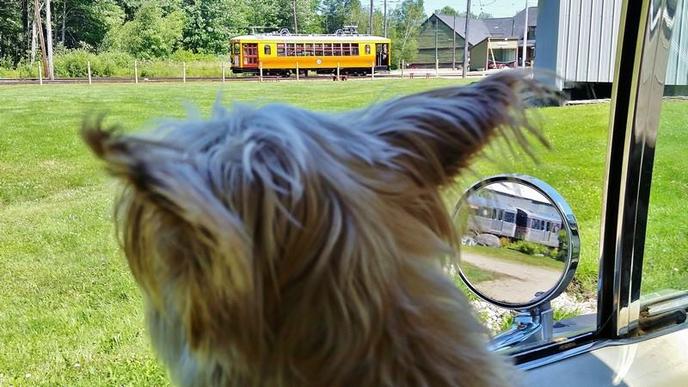 The Seashore Trolley Museum is dog friendly! This pet-friendly museum is the largest and oldest museum of public transportation.
