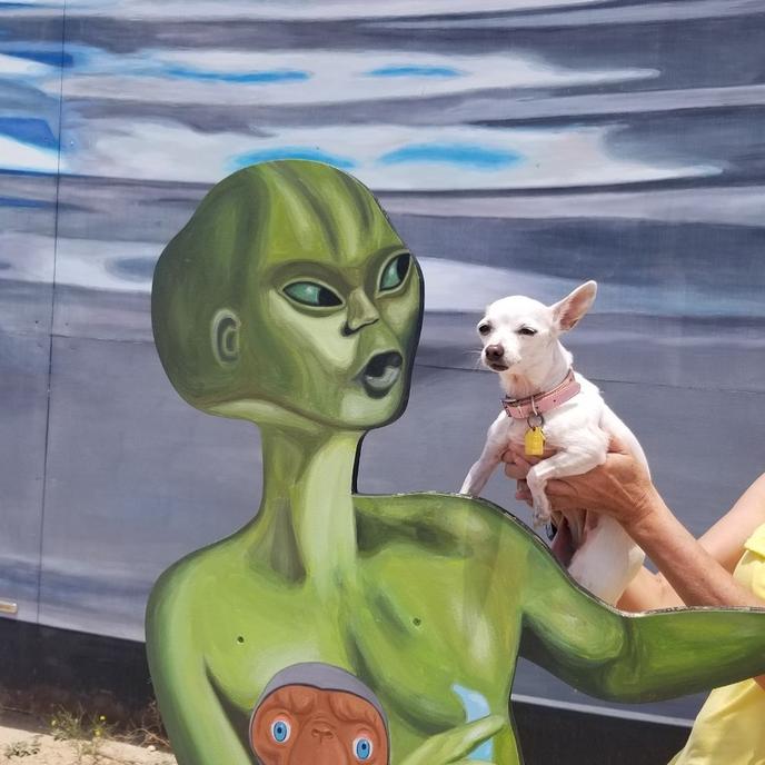 Learn all about aliens at this dog-friendly museum in Roswell. Enjoy a far-out experience at this dog-friendly museum in Roswell.