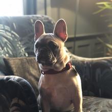 The Maidstone Restaurant restaurant view 5