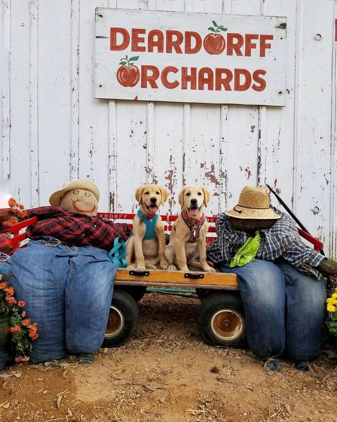 Pick apples this fall in Minnesota at Deardroff Orchards with your dog. Deardroff Orchards in Waconia, MN is a dog-friendly farm where you can pick apples.