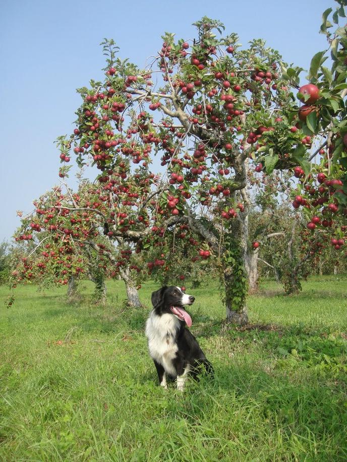 Visit Wrights Farm with your dog to pick apples this fall. Pet-friendly Wright's Farm has acres of pick-your-own apples.