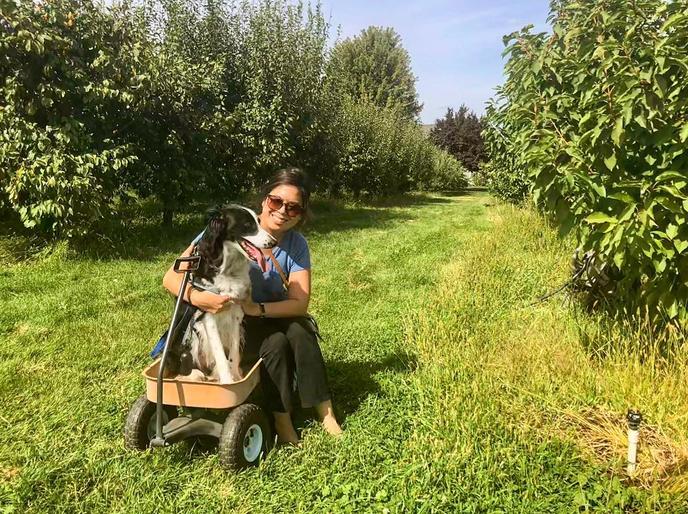 Pick apples with your dog at West Valley U-Pick orchard in Washington State. Pet-friendly West Valley U-Pick is one of Washington State’s top ten orchards for apple picking.