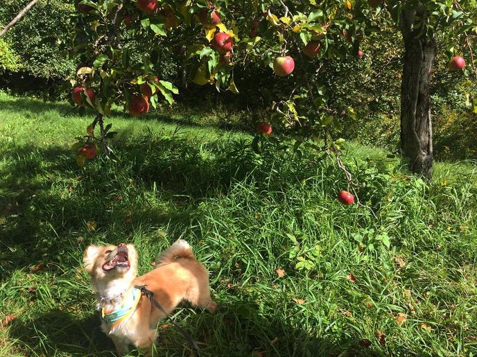 Pick apples in Maine with your dog at Terison Apple Orchard. Terison Apple Orchard welcomes dogs at their pick-your-own orchard in Maine.