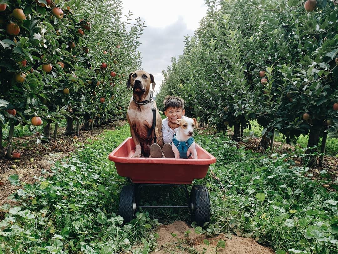 Dog Friendly Apple Picking The Ultimate Guide in 2024 Travel Tricks Me