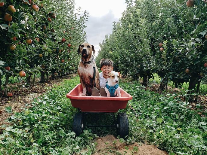 Kiyokawa Family Orchard welcomes the whole family to pick apples. Located at the foothills of Mt. Hood, dog-friendly Kiyokawa Orchard welcomes families and pets.