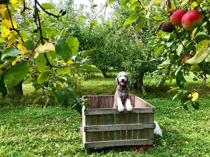 Take your dog apple picking at Hilltop Orchards in Richmond, MA. Pet-friendly Hilltop Orchards uses eco-farming methods to grow no-residue apples.