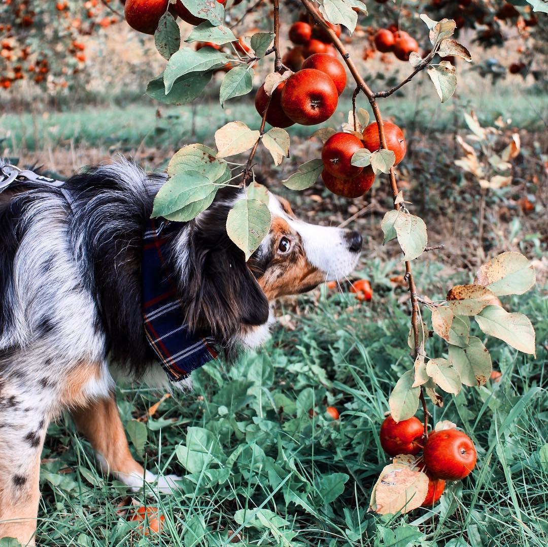 A Peck of Places to Take Your Dog Apple Picking