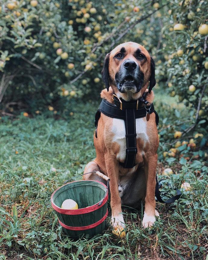 Alldredge Orchards in Montana welcomes dogs to pick apples. Alldredge Orchards welcomes leashed dogs to pick apples with their owners.