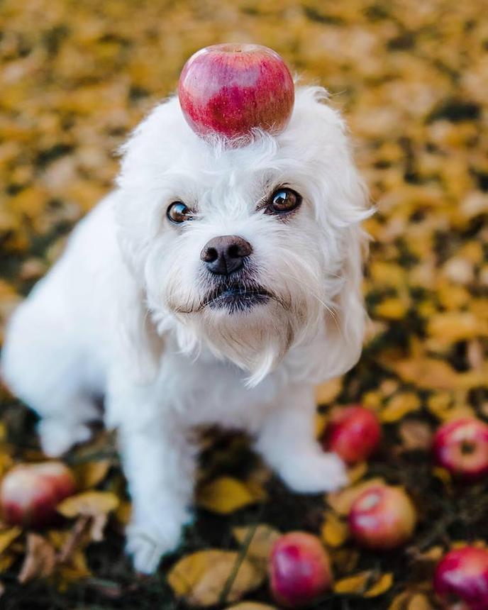 Visit dog-friendly Cider Hill Family Orchard in Kansas City. Leashed dogs can help you pick apples at Cider Hill Family Orchard.