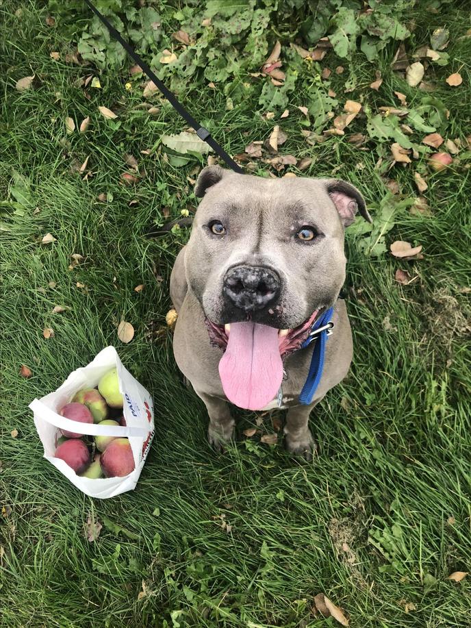 Pet-friendly apple orchard, DeMeritt Hill Farm. Leashed dogs are welcome to join you at DeMeritt Hill Farm in Lee, NH.