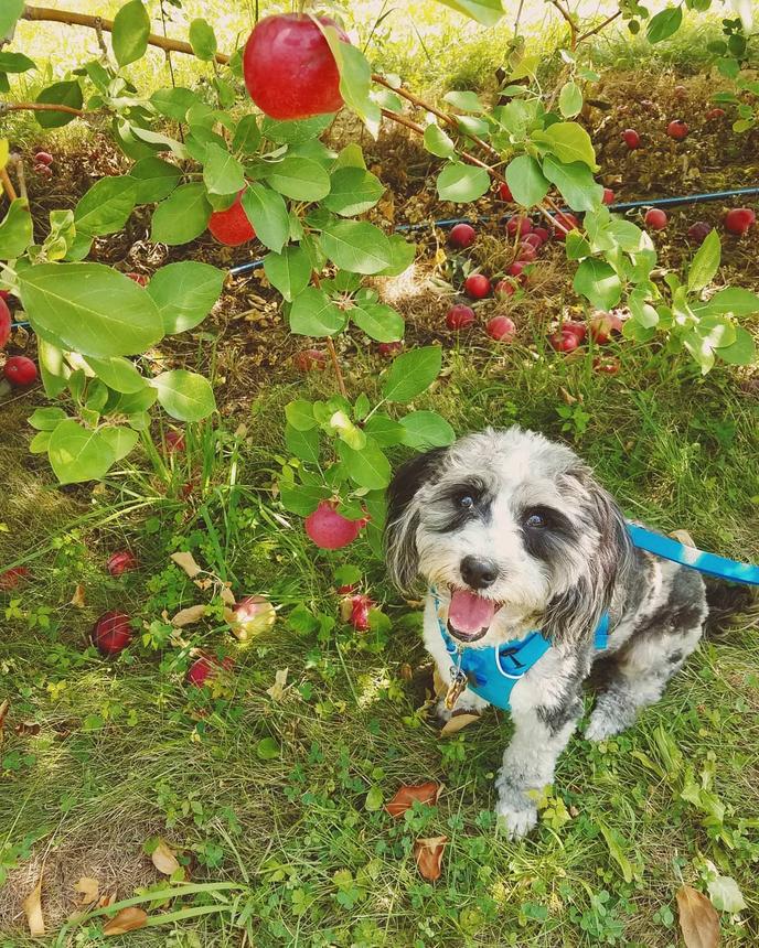 Bring Fido to dog-friendly Applecrest Orchard this fall. Pet-friendly Applecrest Orchard is the oldest and largest apple orchard in New Hampshire.