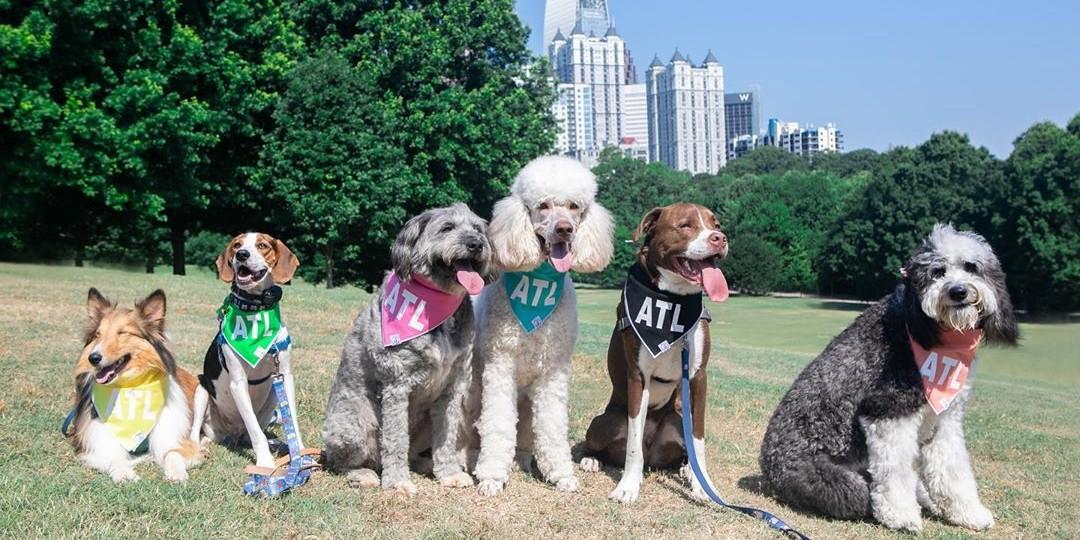 A Weekend In Dog Friendly Atlanta Bring Fido