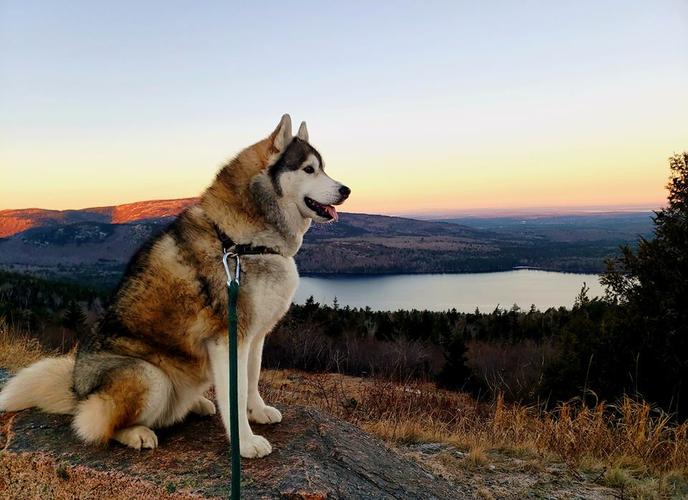 Acadia is one of the most pet-friendly parks in the U.S.. Go for a pet-friendly hike in Acadia National Park.