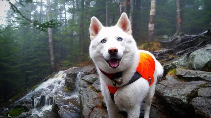 Cardigan Mountain State Park offers great pet-friendly hiking trails. Taking a pet-friendly hike in Cardigan Mountain State Park.