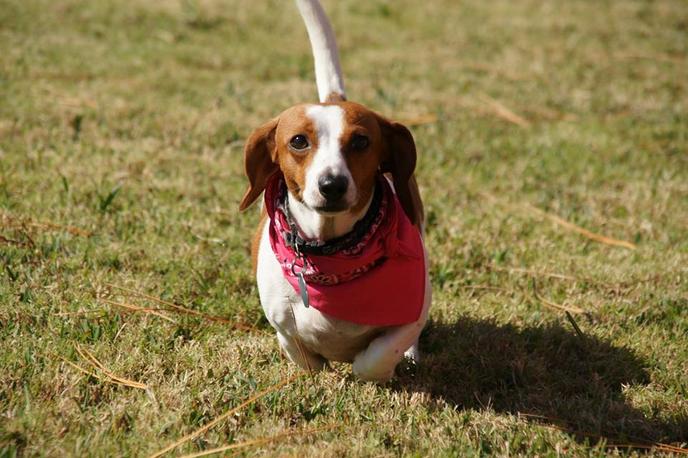 Watch the Dachshunds dash at Cullman's pet-friendly Oktoberfest celebration. Cullman's pet-friendly Oktoberfest includes a Wiener Dog Race.
