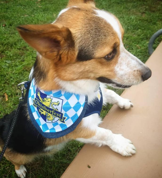 Bring Fido to Hermann's pet-friendly Oktoberfest celebration. The town of Hermann, MO, hosts an annual dog-friendly Oktoberfest.