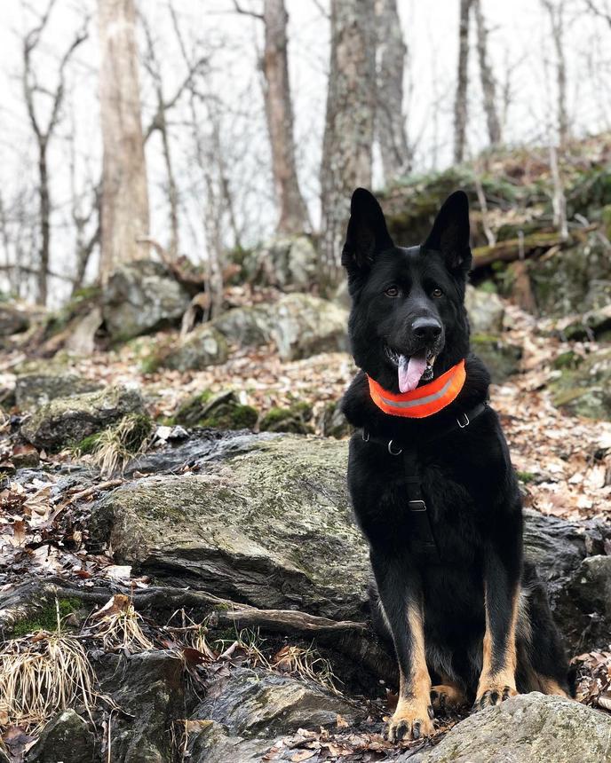 Go on a pet-friendly hike at Mount Greylock State Reservation. There are plenty of pet-friendly hiking trails in Mount Greylock State Reservation.