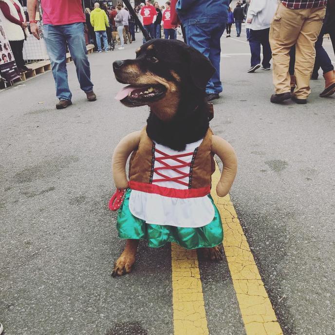 Nashville's pet-friendly Oktoberfest includes a Dachshund Derby. Nashville's pet-friendly Oktoberfest celebrates 40 years in 2019!
