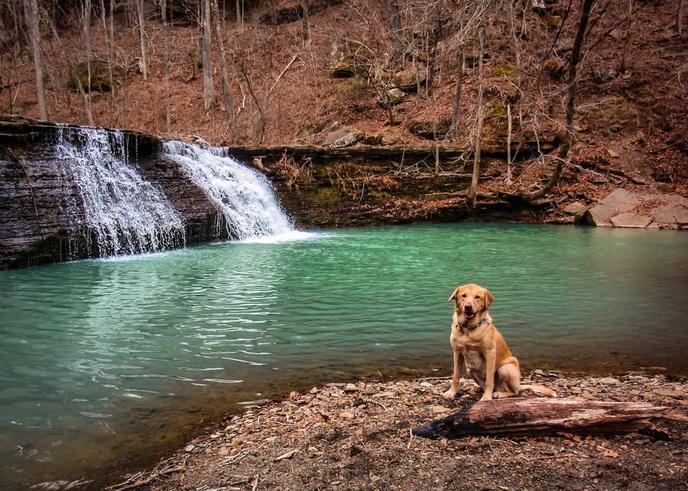 Ozark Highlands Trail offers gorgeous pet-friendly hiking. Take a pet-friendly hike along the Ozark Highlands Trail.