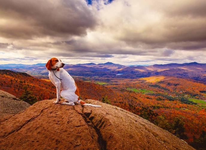 There are pet-friendly hiking trails at Stowe Pinnacle. Take a pet-friendly hike on Stowe Pinnacle.