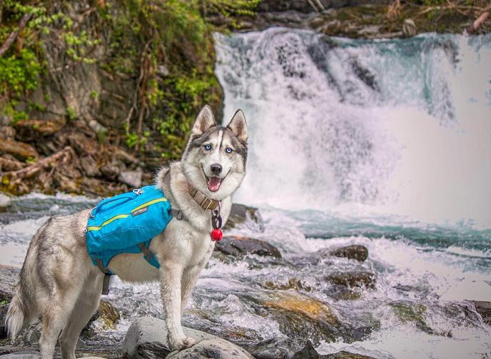 Winner Creek Trail offers beautiful pet-friendly hiking. Take a pet-friendly hike along the Winner Creek Trail.