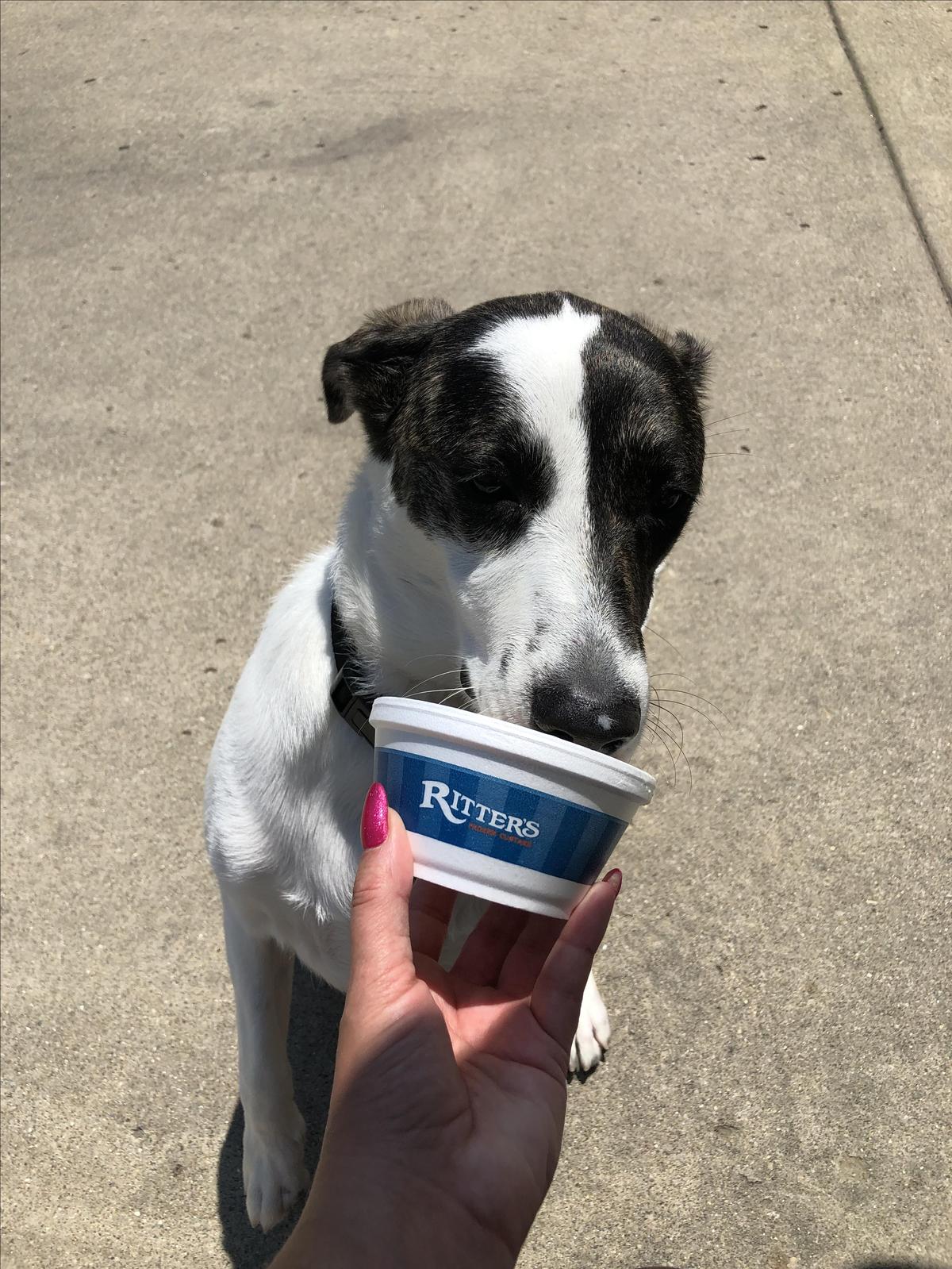 Ritter's Frozen Custard restaurant view 1