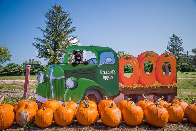 Pet-friendly Grandad's Apples in Hendersonville, NC. Pick apples with your dog near Asheville, NC at Grandad's Apples farm and orchard.