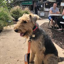 Dark Horse Brewing Company restaurant view 5