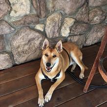 La Rosa Blanca restaurant view 1