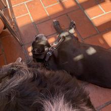 Picante Cocina Mexicana restaurant view 2