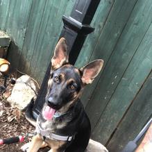 Blue Moon Cafe restaurant view 4