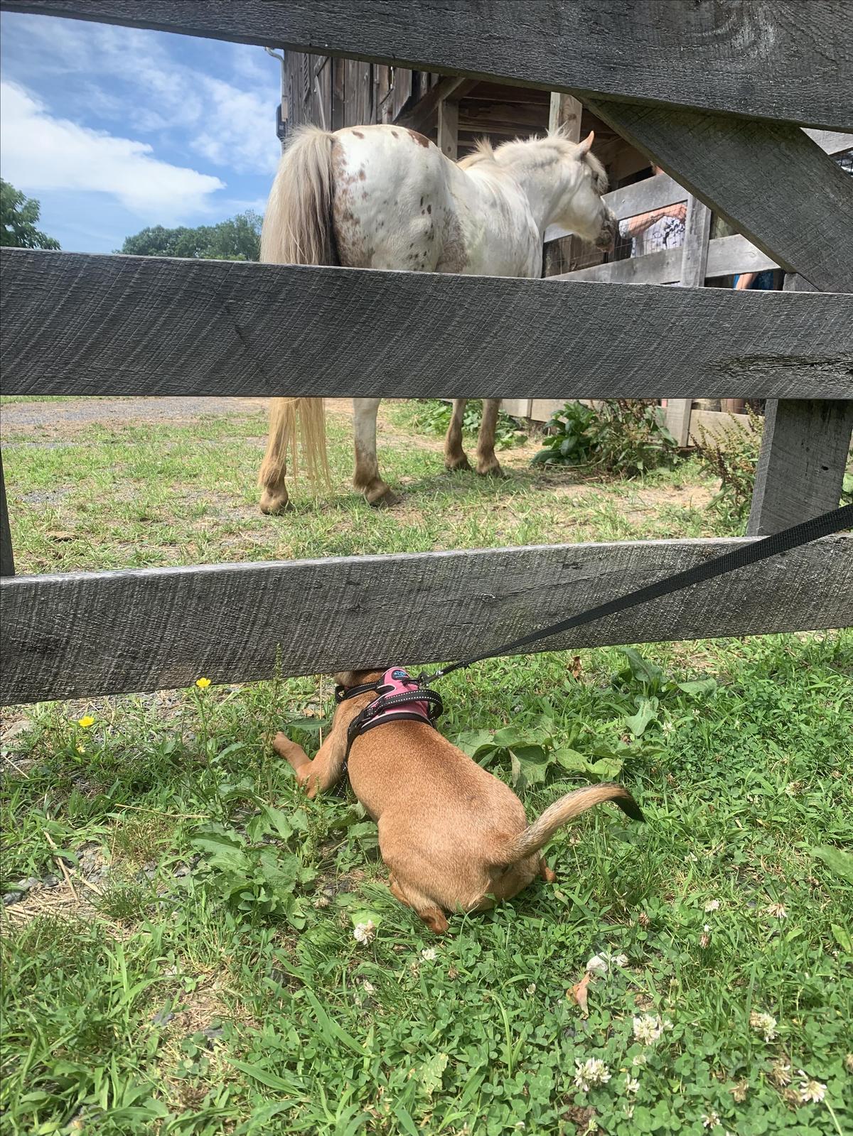saying hello to the natives