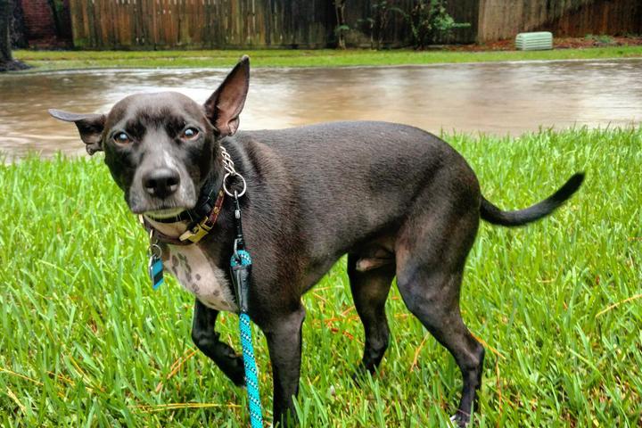 How to Keep Your Dog Safe During a Hurricane.