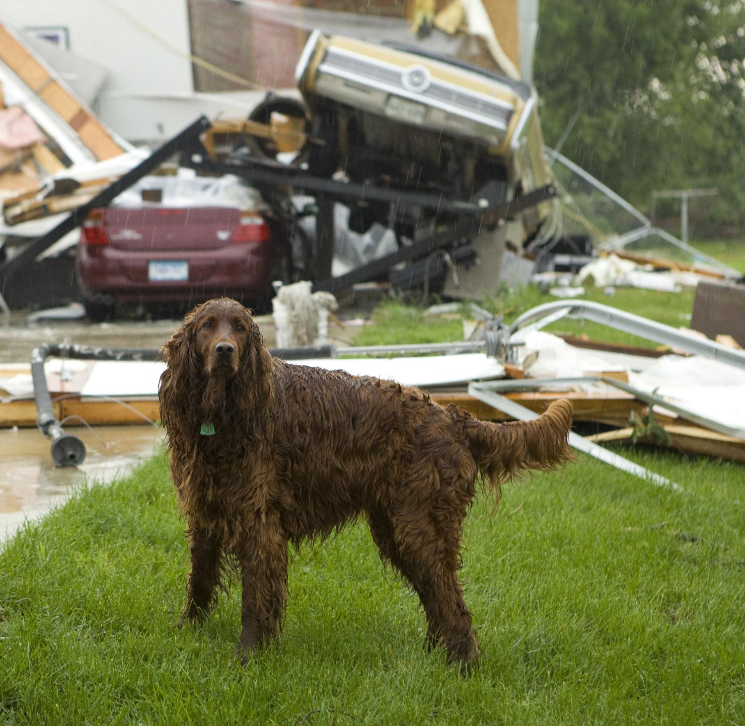 How to Keep Your Dog Safe During a Tornado.