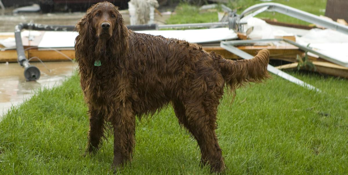 How To Keep Your Pets Safe During A Tornado Or Storm