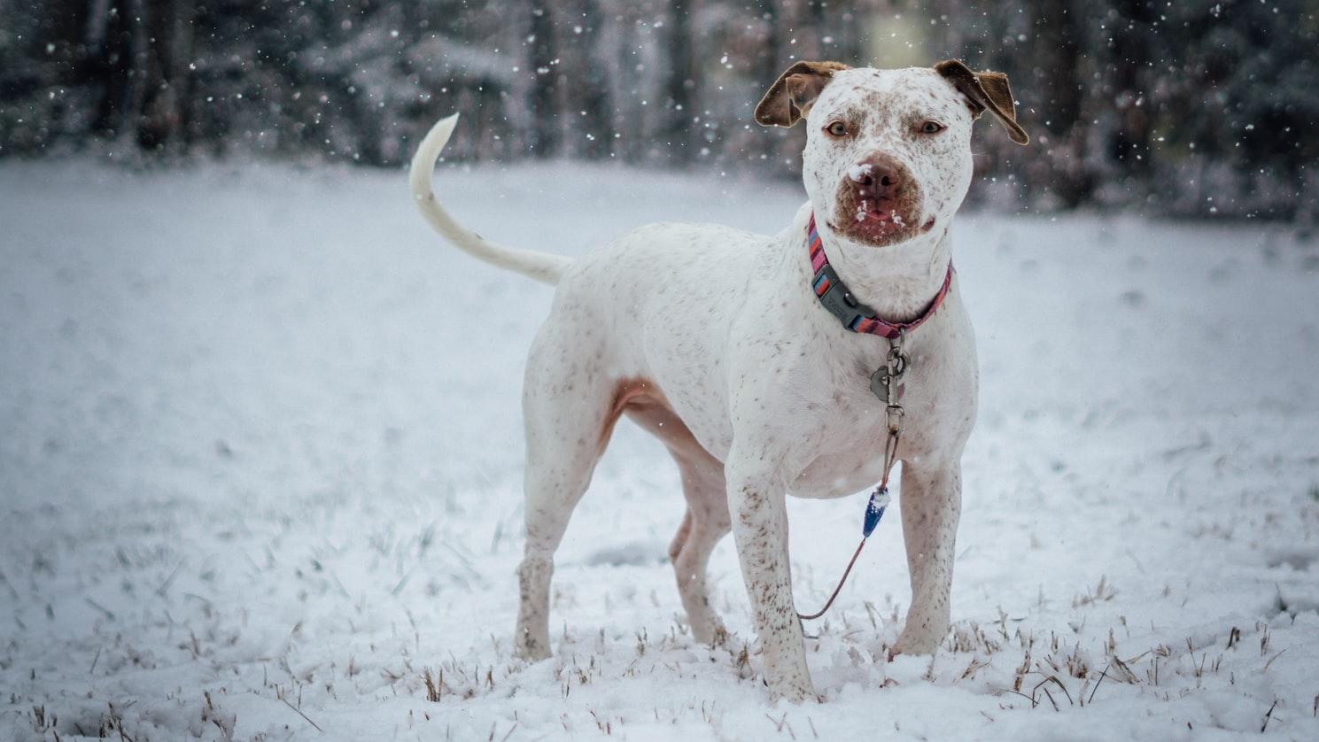 How to Keep Your Dog Safe During a Winter Storm.