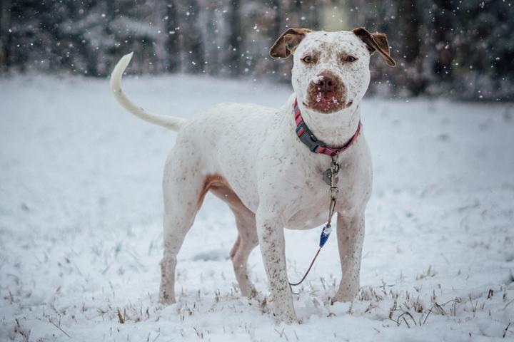 How to Keep Your Dog Safe During a Winter Storm.