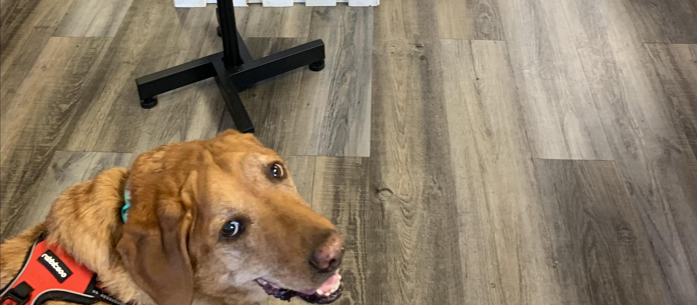 Dog Friendly Whitefish, MT