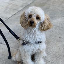 Tun Tavern Restaurant & Brewery restaurant view 10