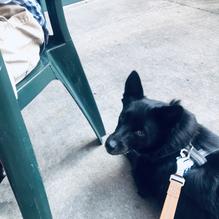 Waxy O'Shea's Irish Pub restaurant view 5