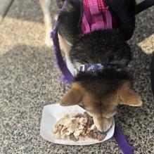 Boathouse at Forest Park restaurant view 4