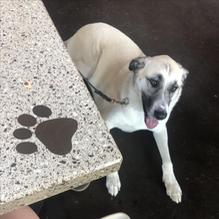 Lazy Dog restaurant view 1