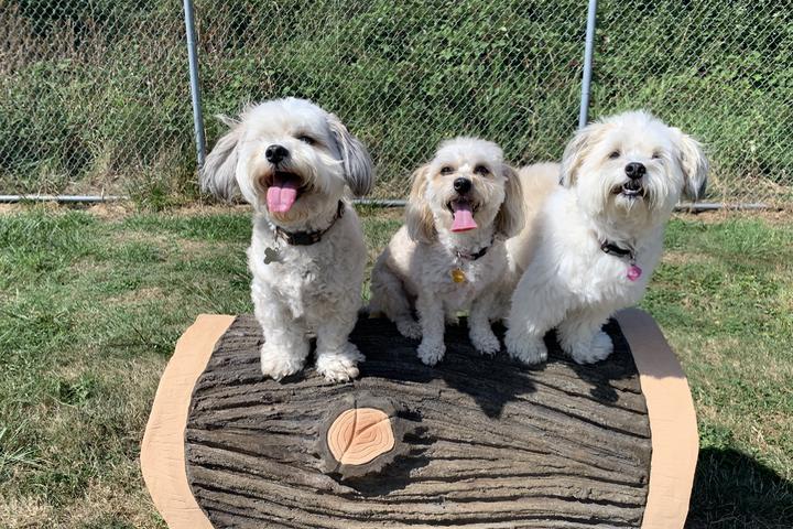Pet Friendly Mount Vernon's Dog Park at Bakerview Park