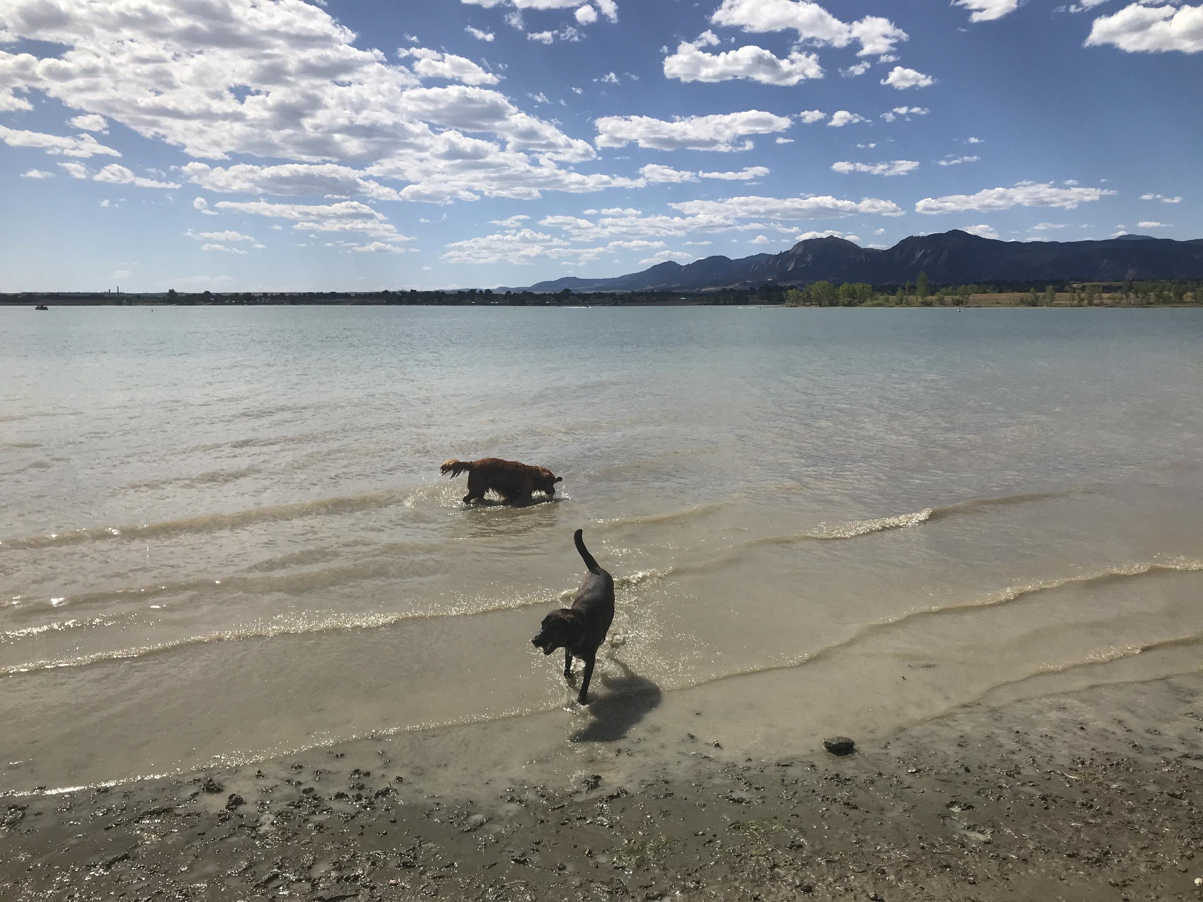Dog Friendly Boulder Co Bring Fido