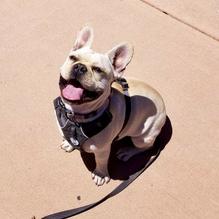 Pizza Antica restaurant view 1