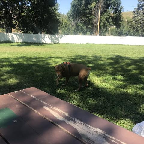 bringfido braeburn