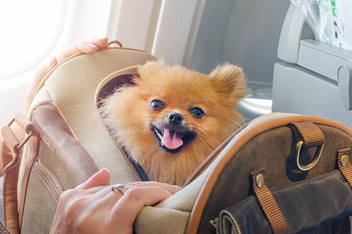 9 Trusted Tips from Flight Attendants for Flying with Dogs